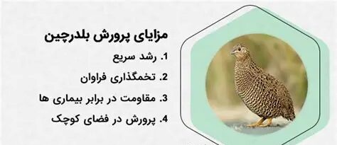 پروروش مرغ و بلدرچین