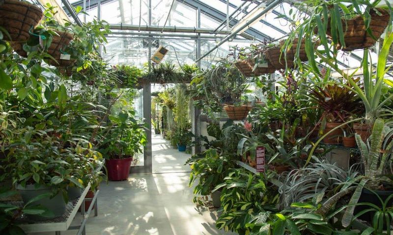 گلخانه گیاهان دارویی و زینتی