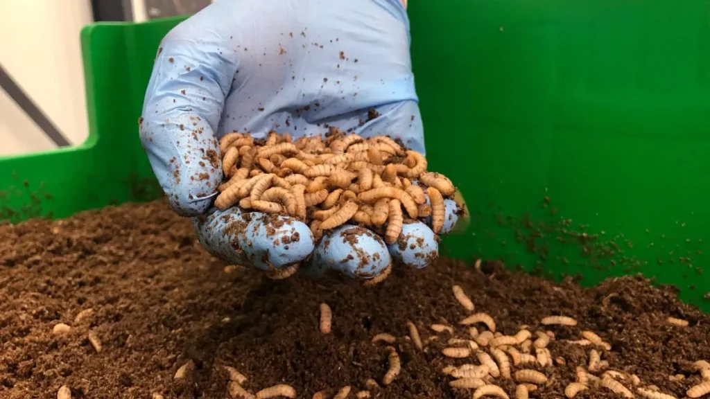 پرورش کرم و میل ورم